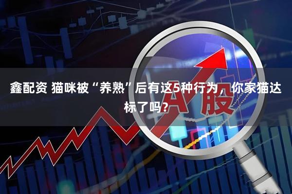 鑫配资 猫咪被“养熟”后有这5种行为，你家猫达标了吗？